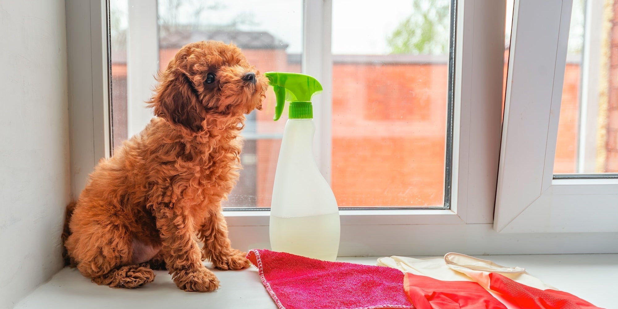 Spring Cleaning and Your Pets: A Pet-Safe Guide