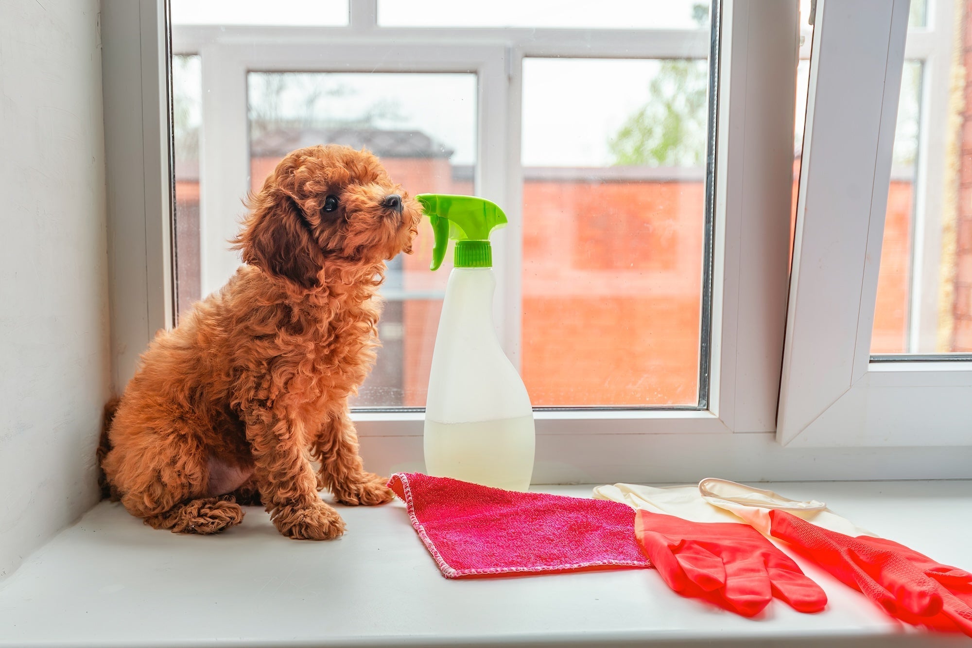 Spring Cleaning and Your Pets: A Pet-Safe Guide