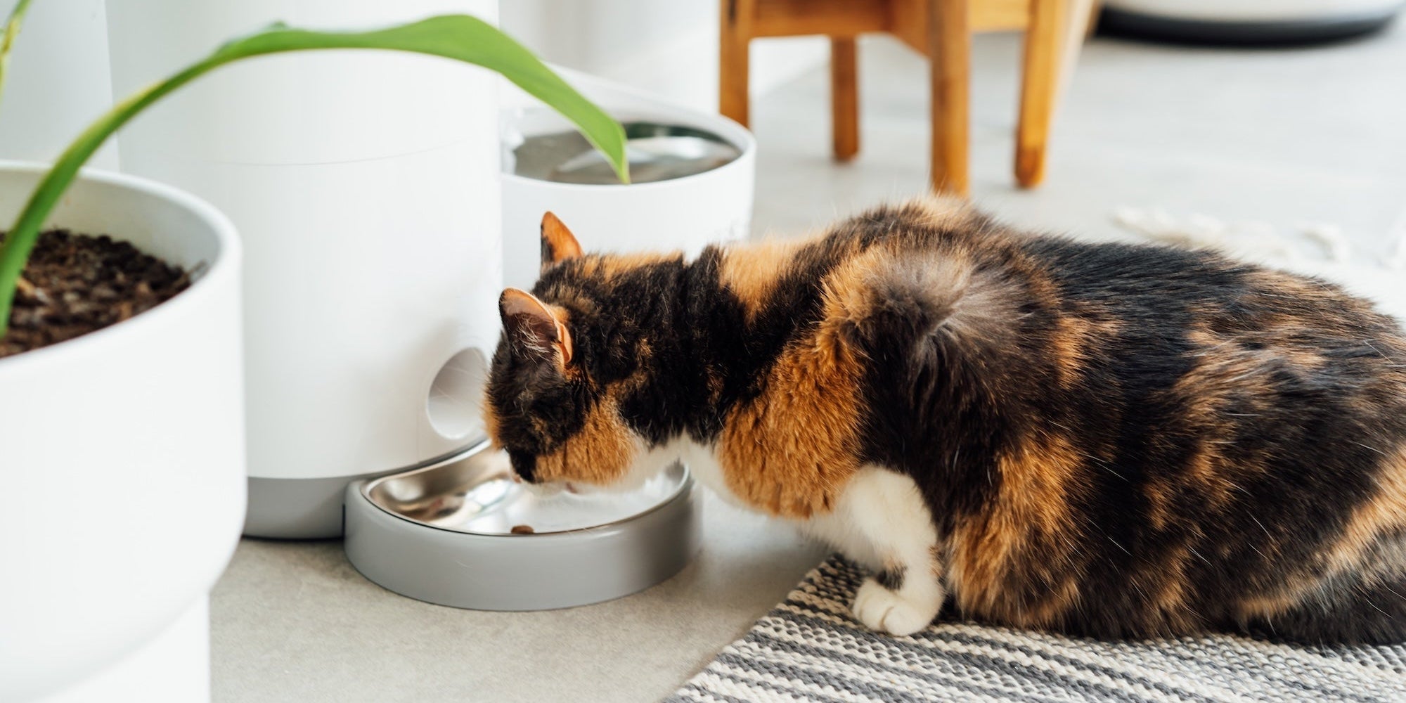 Hydration Beyond the Water Bowl