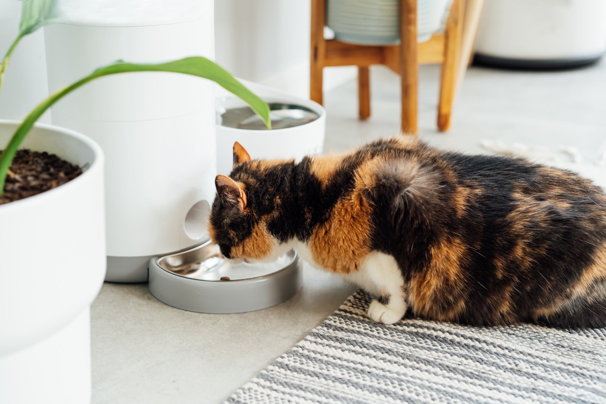 Hydration Beyond the Water Bowl