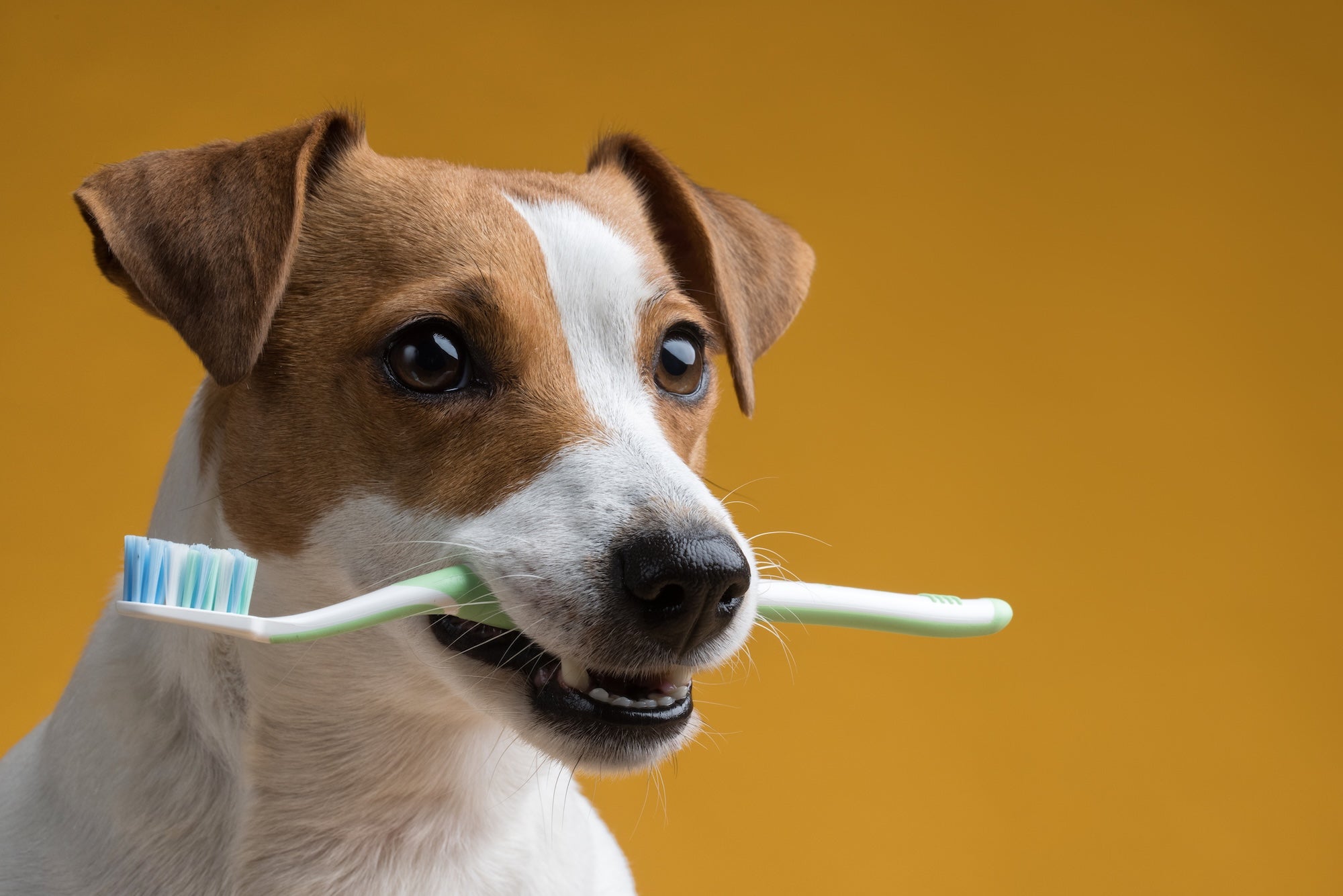 Pet Dental Health: What Every Pet Parent Should Know