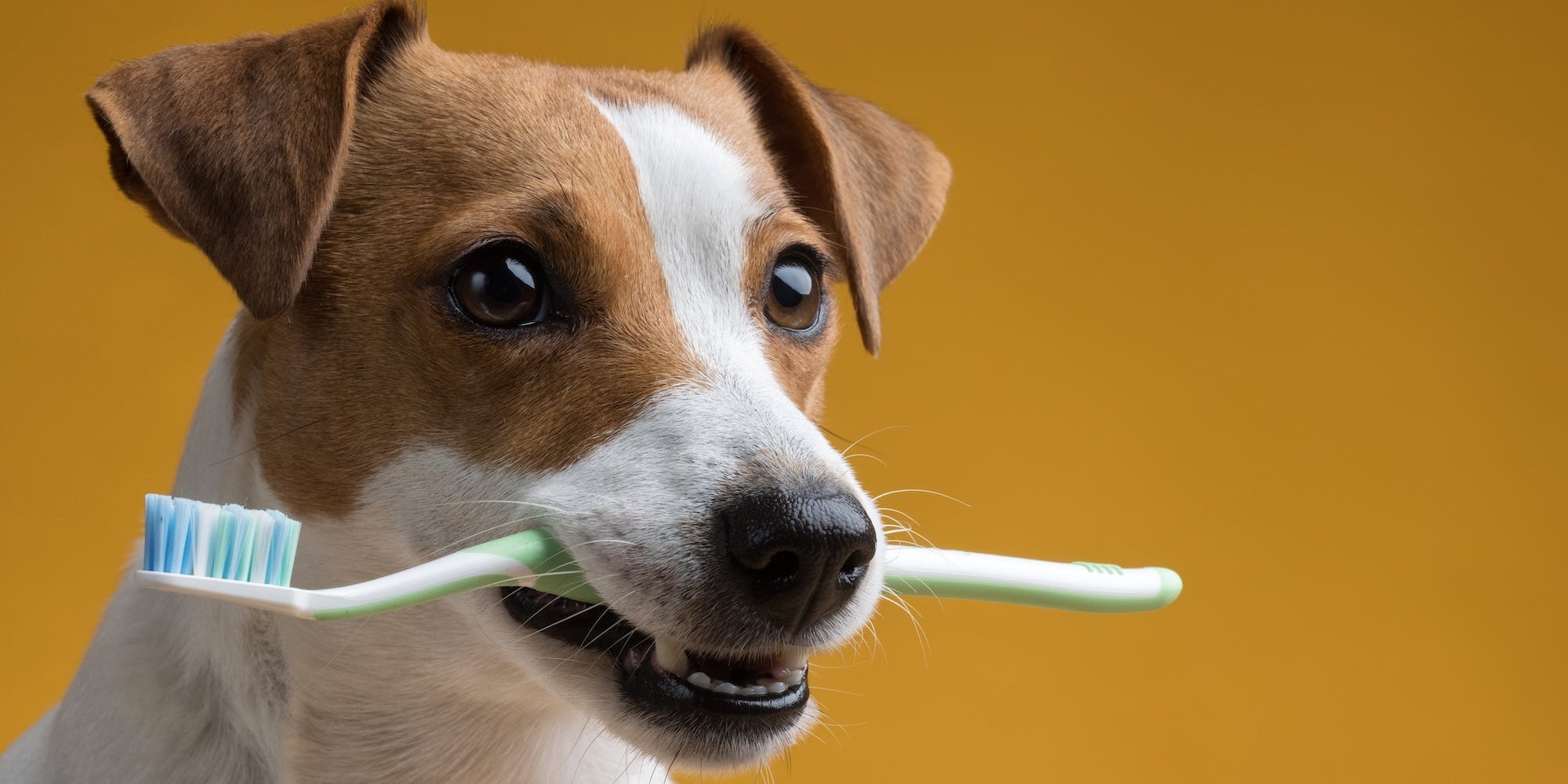 Pet Dental Health: What Every Pet Parent Should Know