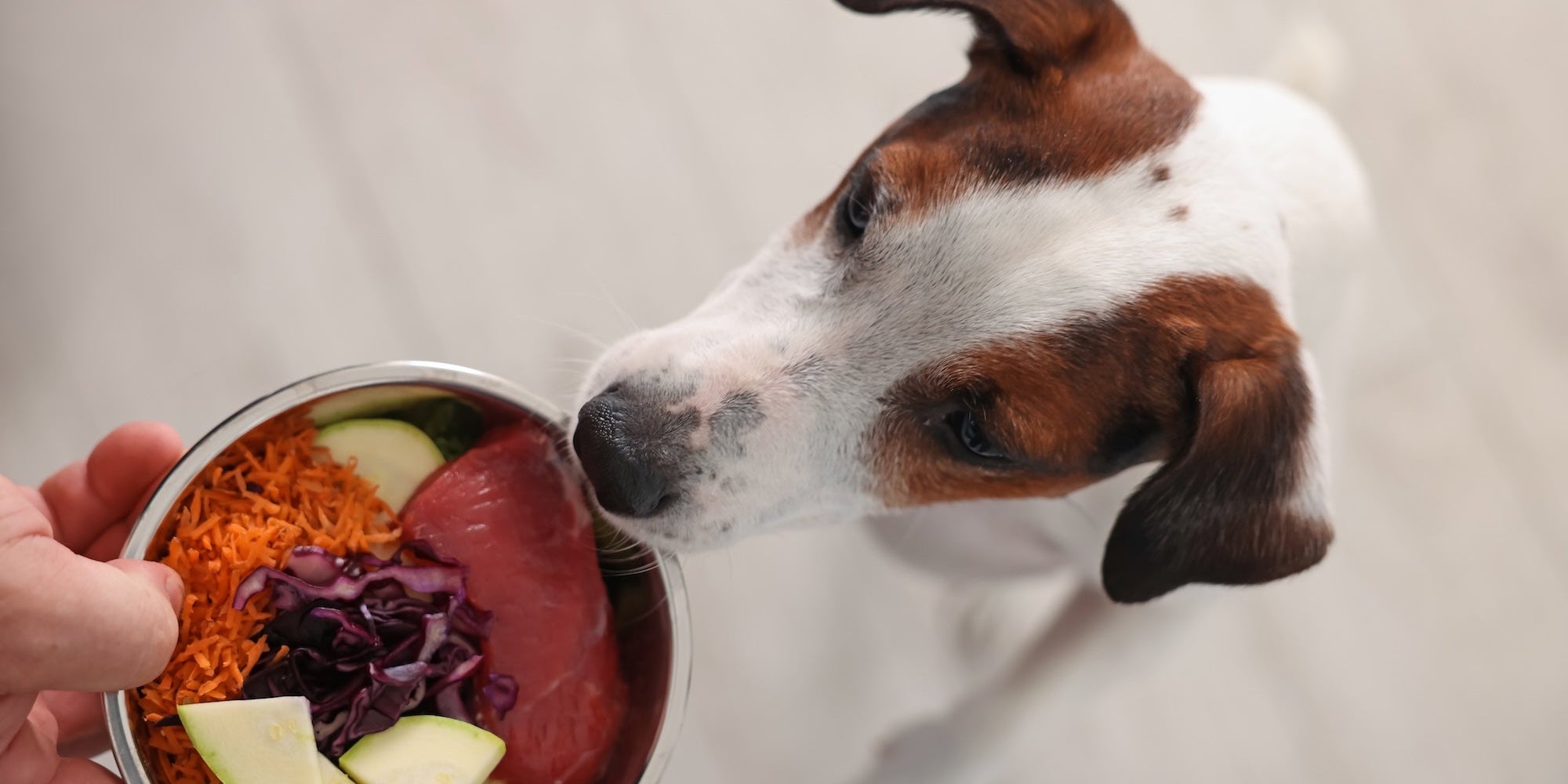 How to Read Your Pet's Food Label