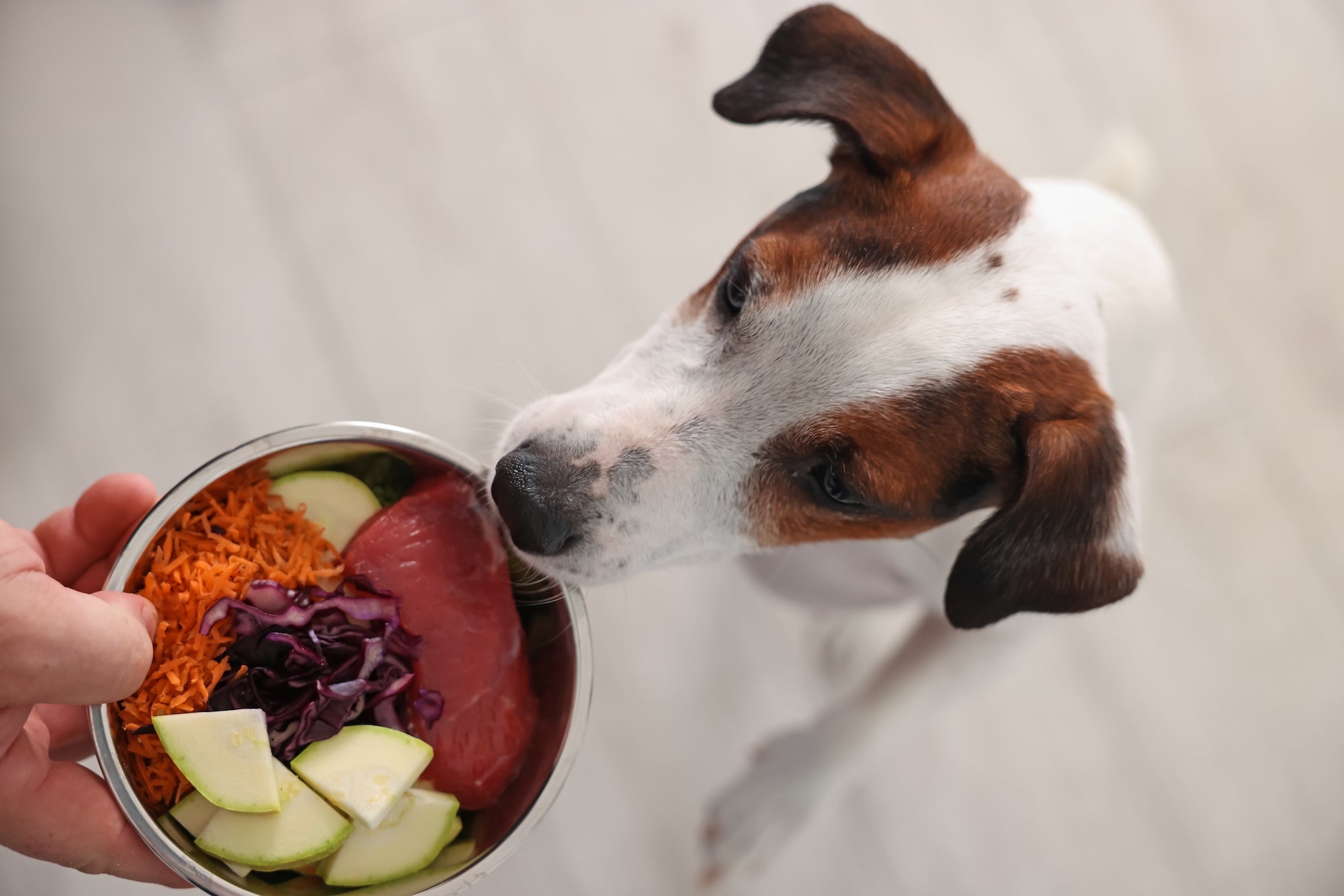 How to Read Your Pet's Food Label